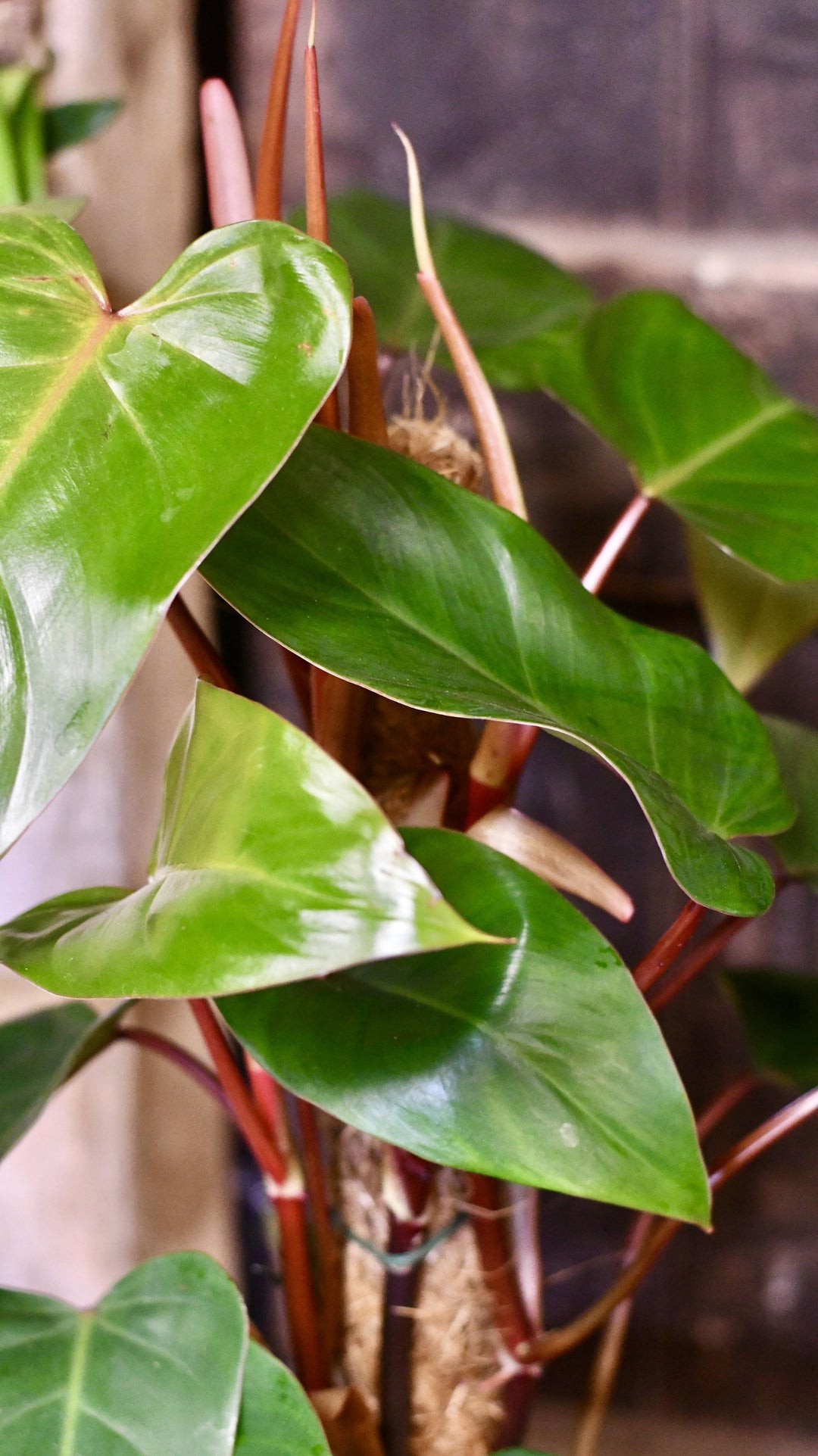 red emerald philodendron flower Philodendron Red Emerald – Happy Houseplants