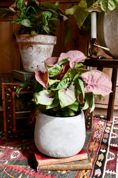 Syngonium Pink Podophyllum - Neon Robusta