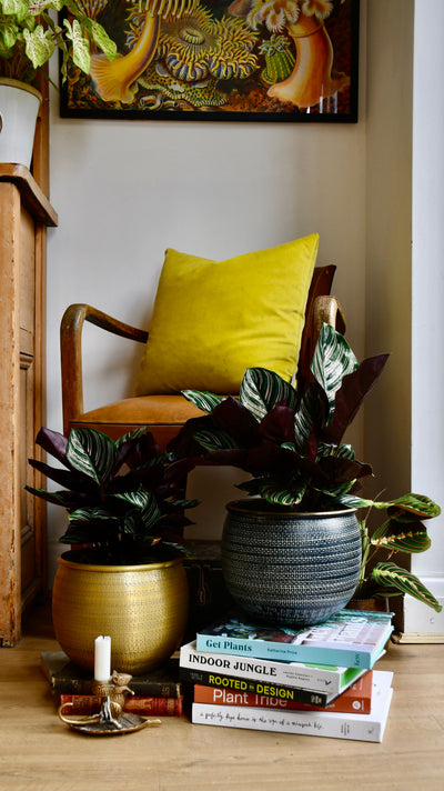 Calathea Sanderiana - Pinstripe - Prayer Plant