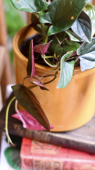 Syngonium erythrophyllum "red arrow plant"