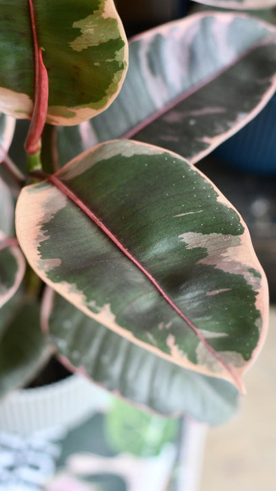 Ficus Elastica 'Belize' - Variegated Rubber Plant