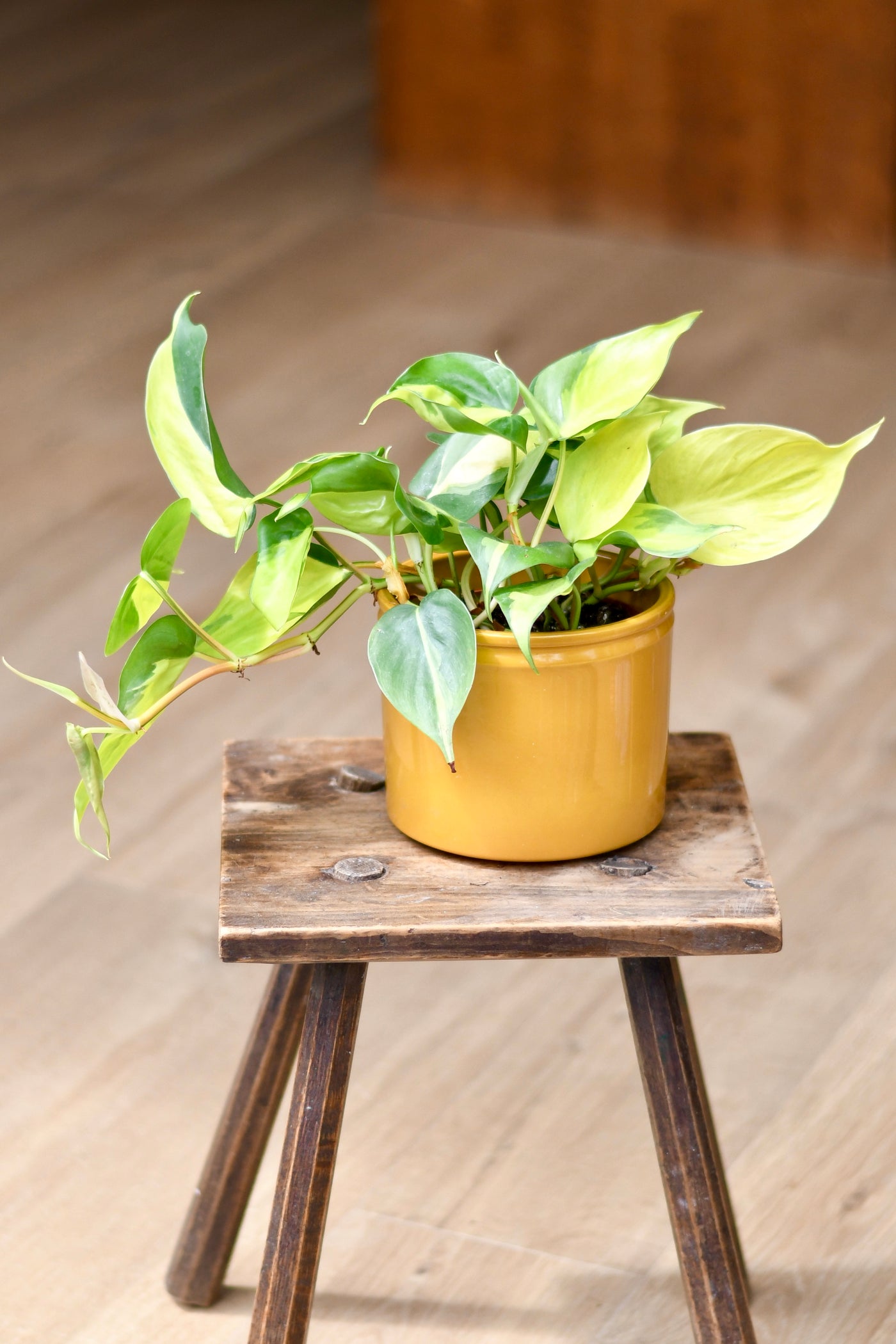 philodendron scandens trailing Philodendron Scandens Brasil | UK Delivery