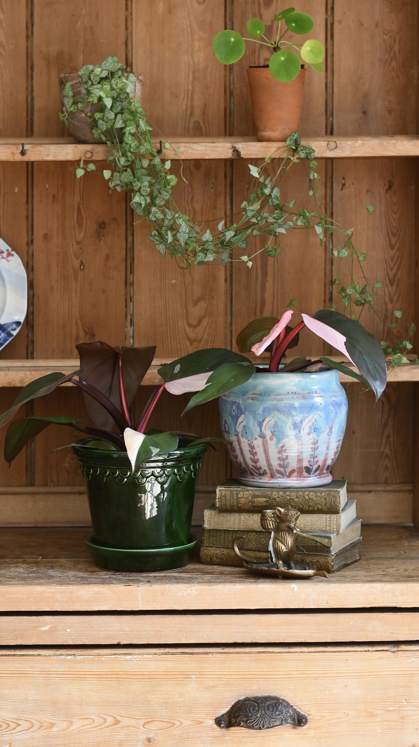 Pink Princess Philodendron