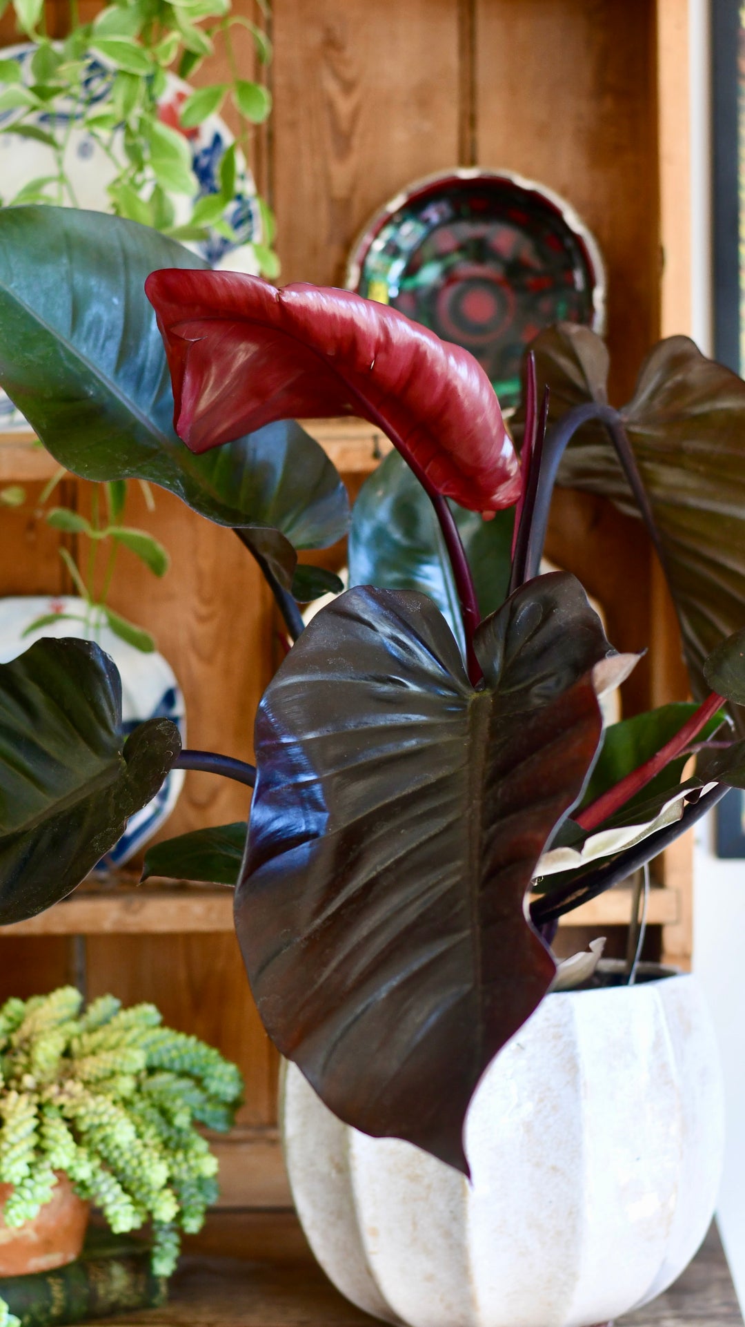 Philodendron 'Purple Congo' | Rare Plants