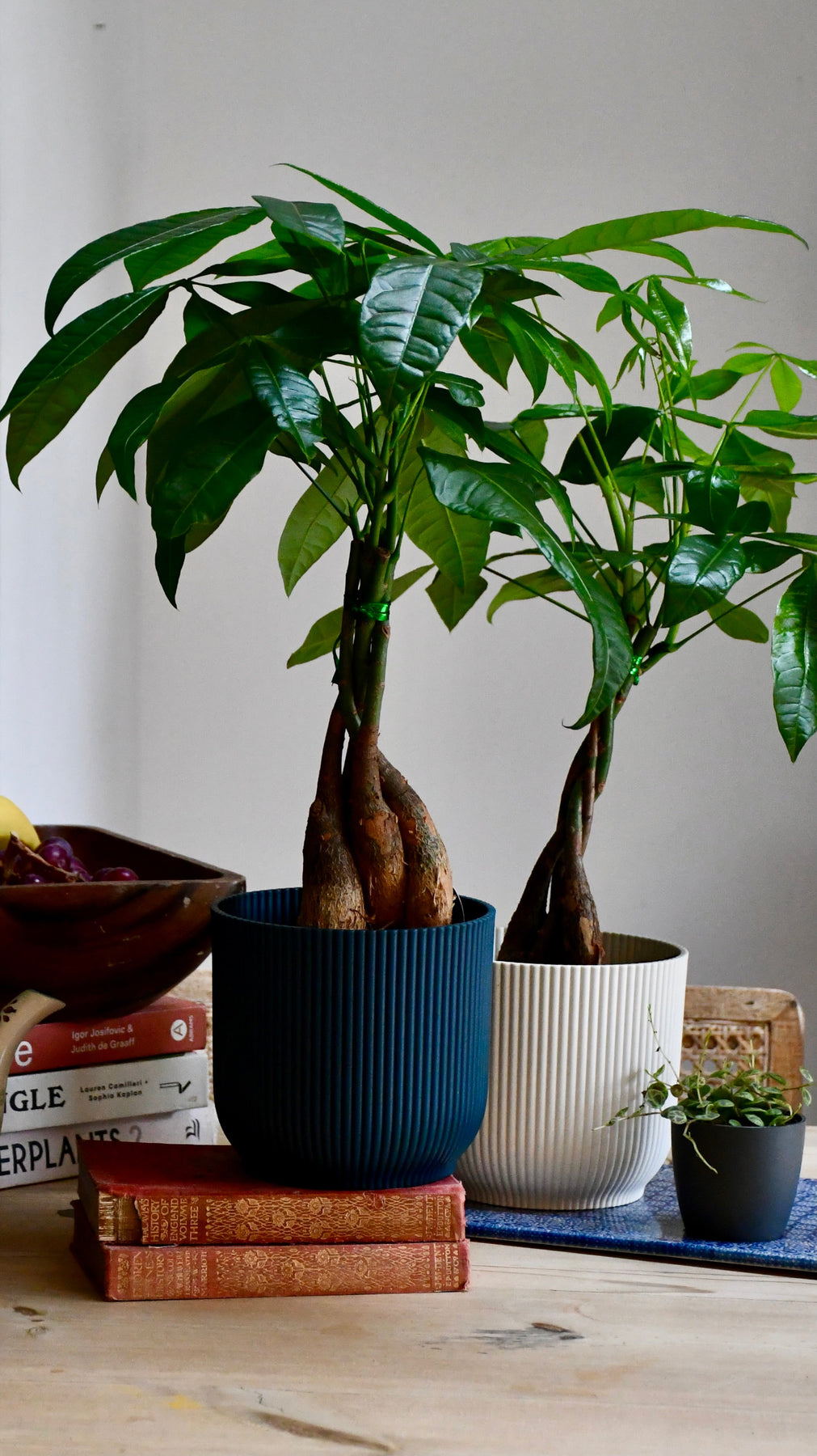 Baby Money Tree & Vibes Pot | Pachira Aquatica | Happy Houseplants ...