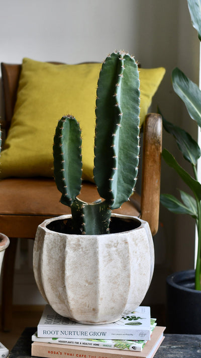 Small Cereus Peruvian (Blue Cactus)