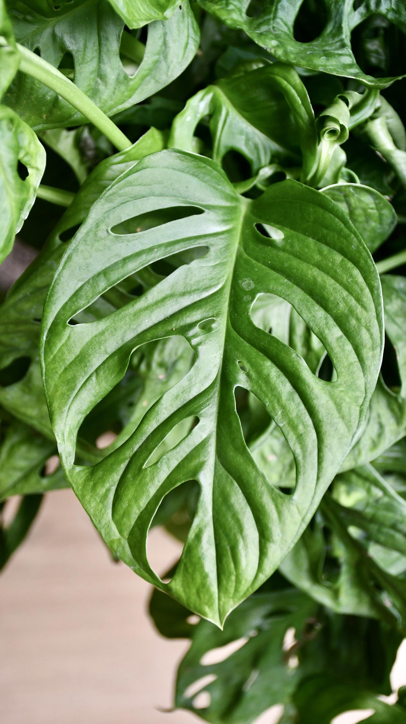 XL Monstera Obliqua 'Monkey Mask'