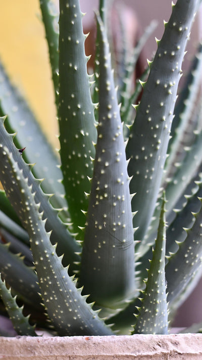 Aloe Arborescens