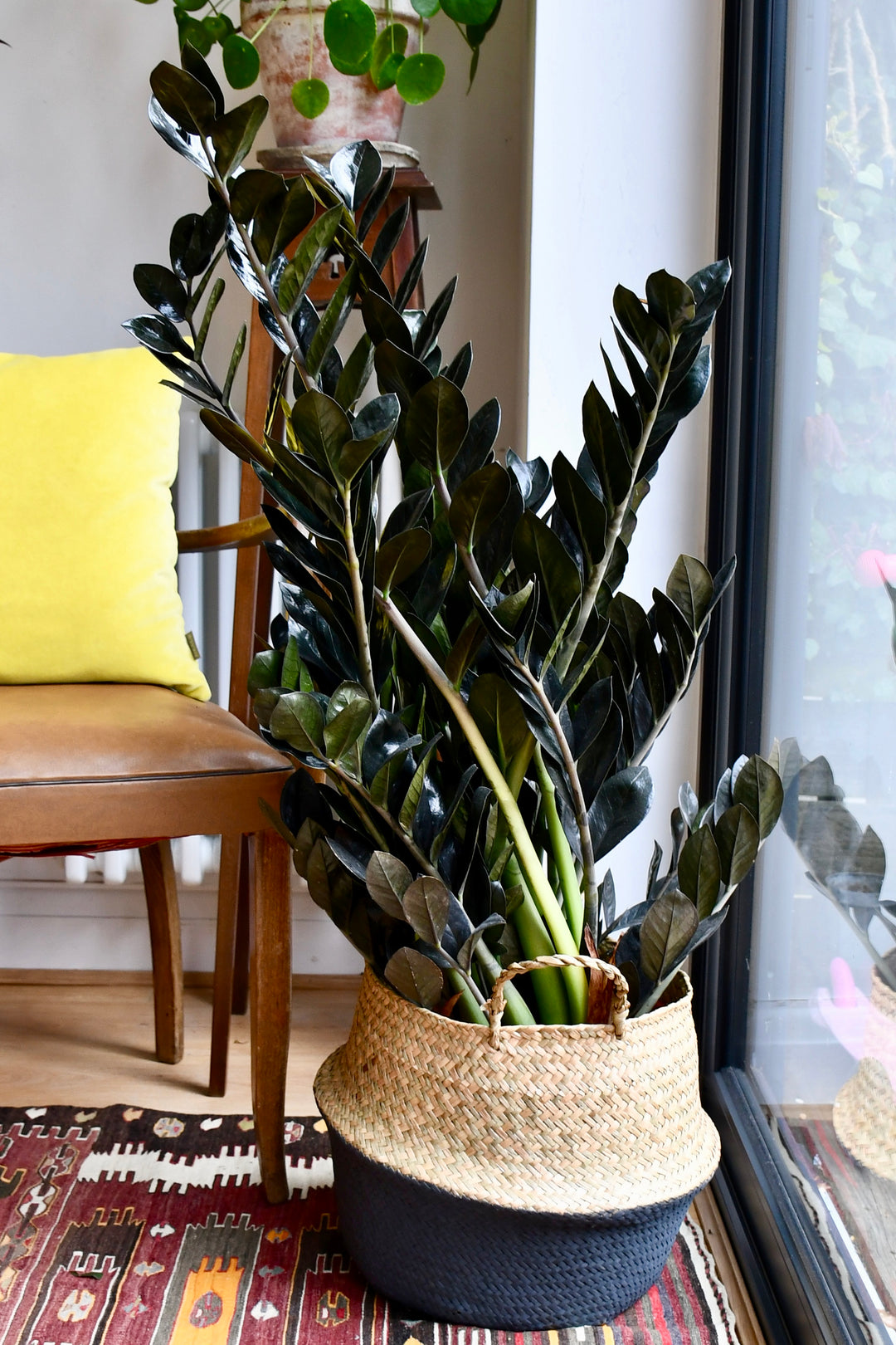 largest zz plant Large Zamioculas Raven | ZZ Plant