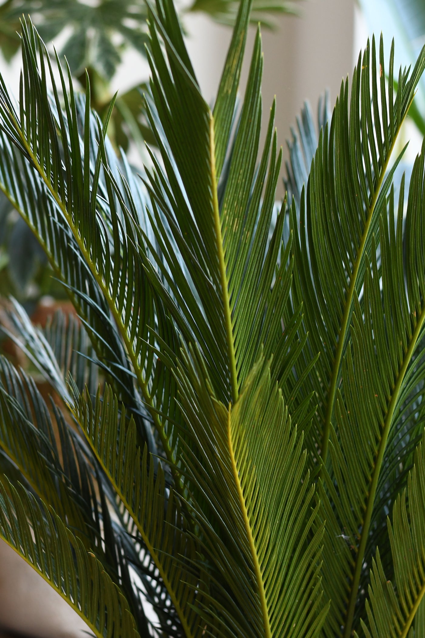 Cycas Revoluta - Sago Palm