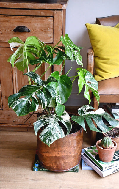 Variegated Monstera Deliciosa - 6 leaves