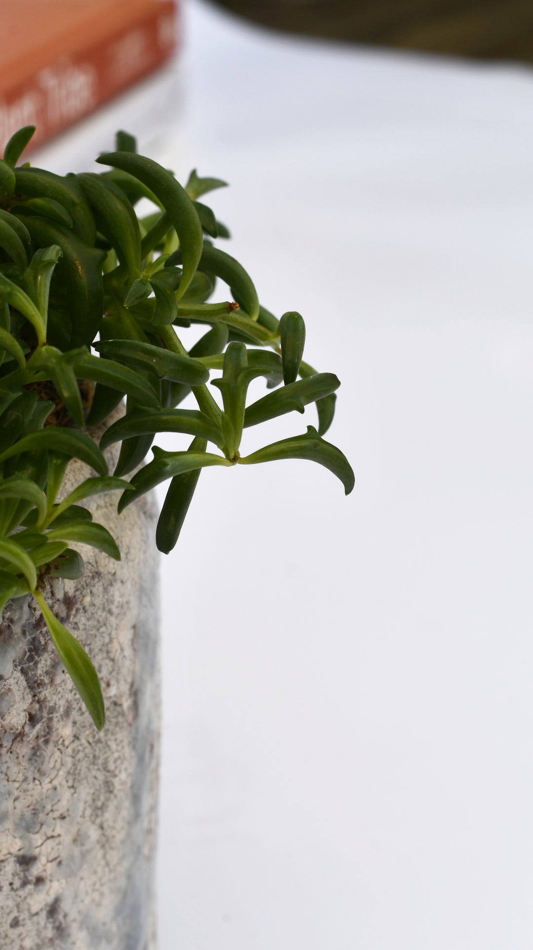 String of Dolphins Senecio Peregrinus – Happy Houseplants