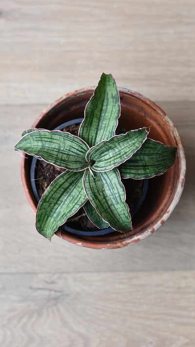 Sansevieria Star Green Granite -Silver Blue