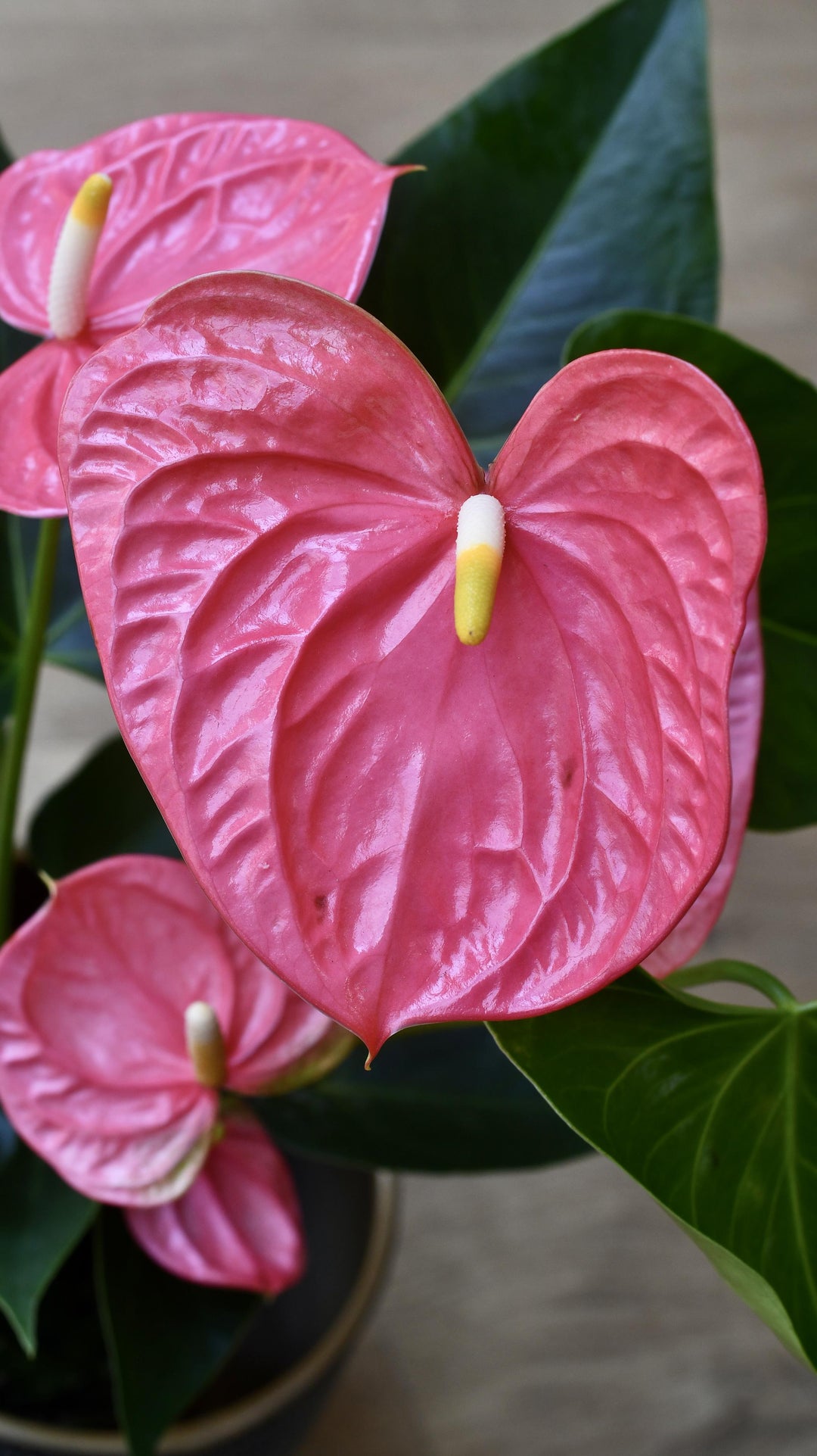 anthurium flamingo pink Anthurium Andraeanum | Pink Flamingo