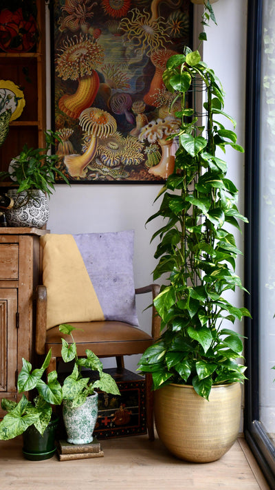 Epipremnum pinnatum Aureum (Pothos, Devils Ivy)