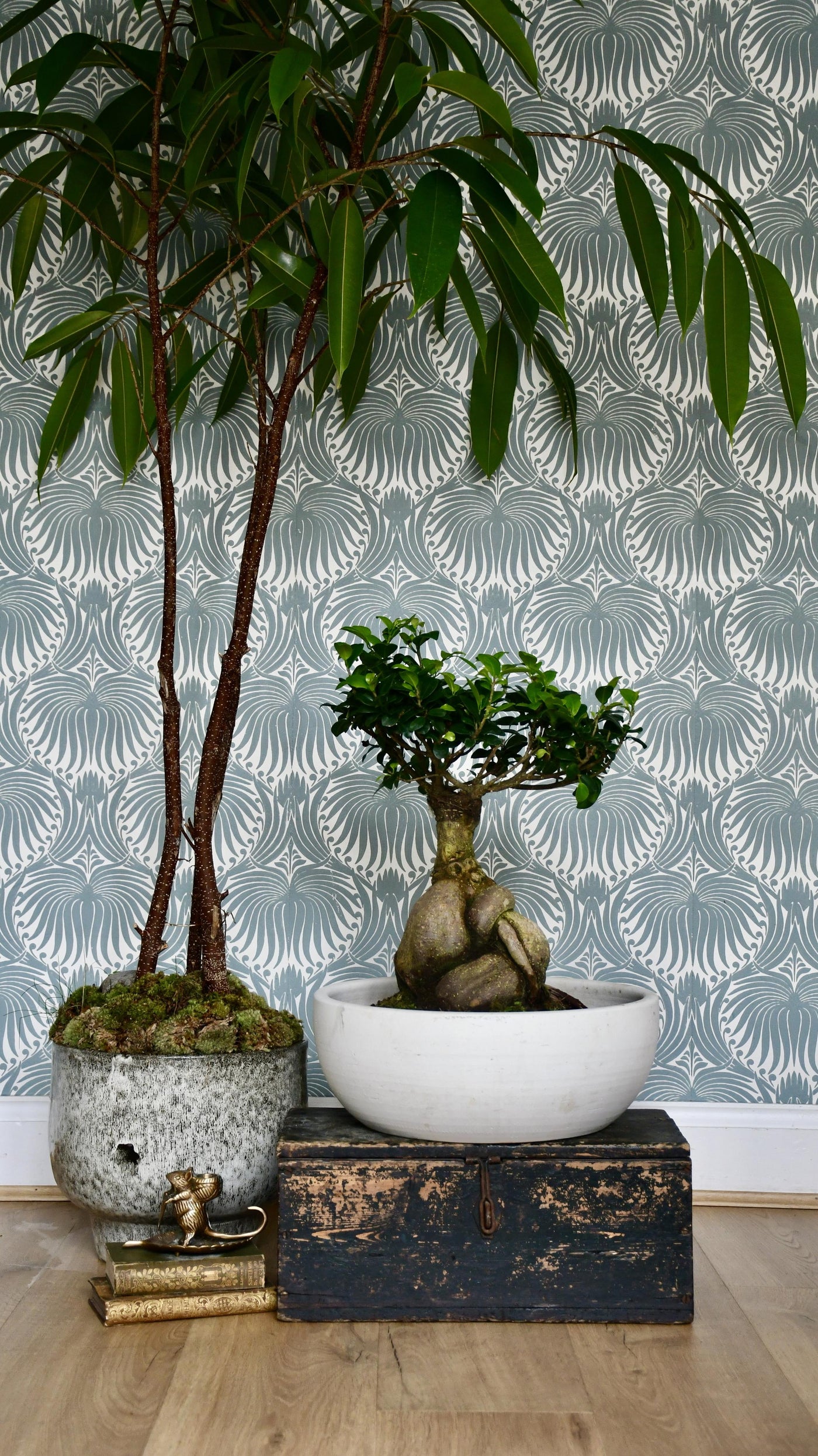 XL Ficus retusa or 'Ginseng'Bonsai Tree