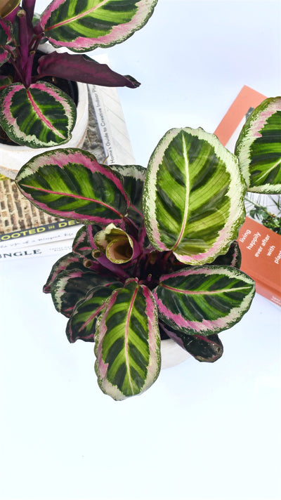 Calathea Roseopicta Angela - Prayer Plant