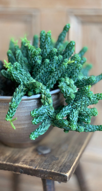 Peperomia Columella