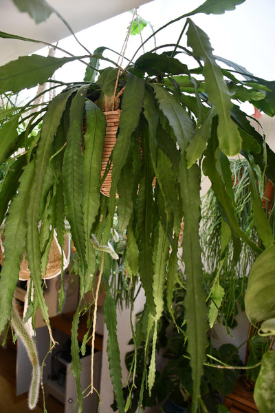 Lepismium Houlletianum