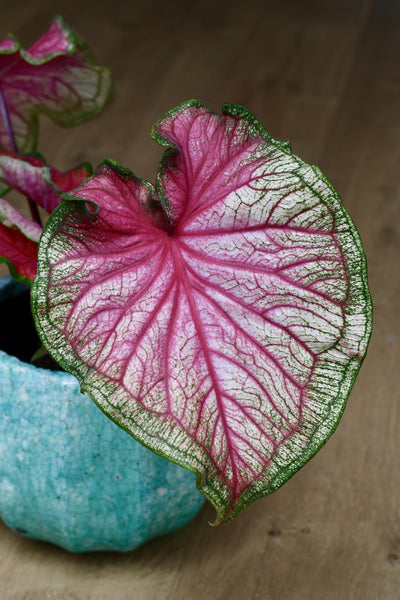 Caladium Sweethearts