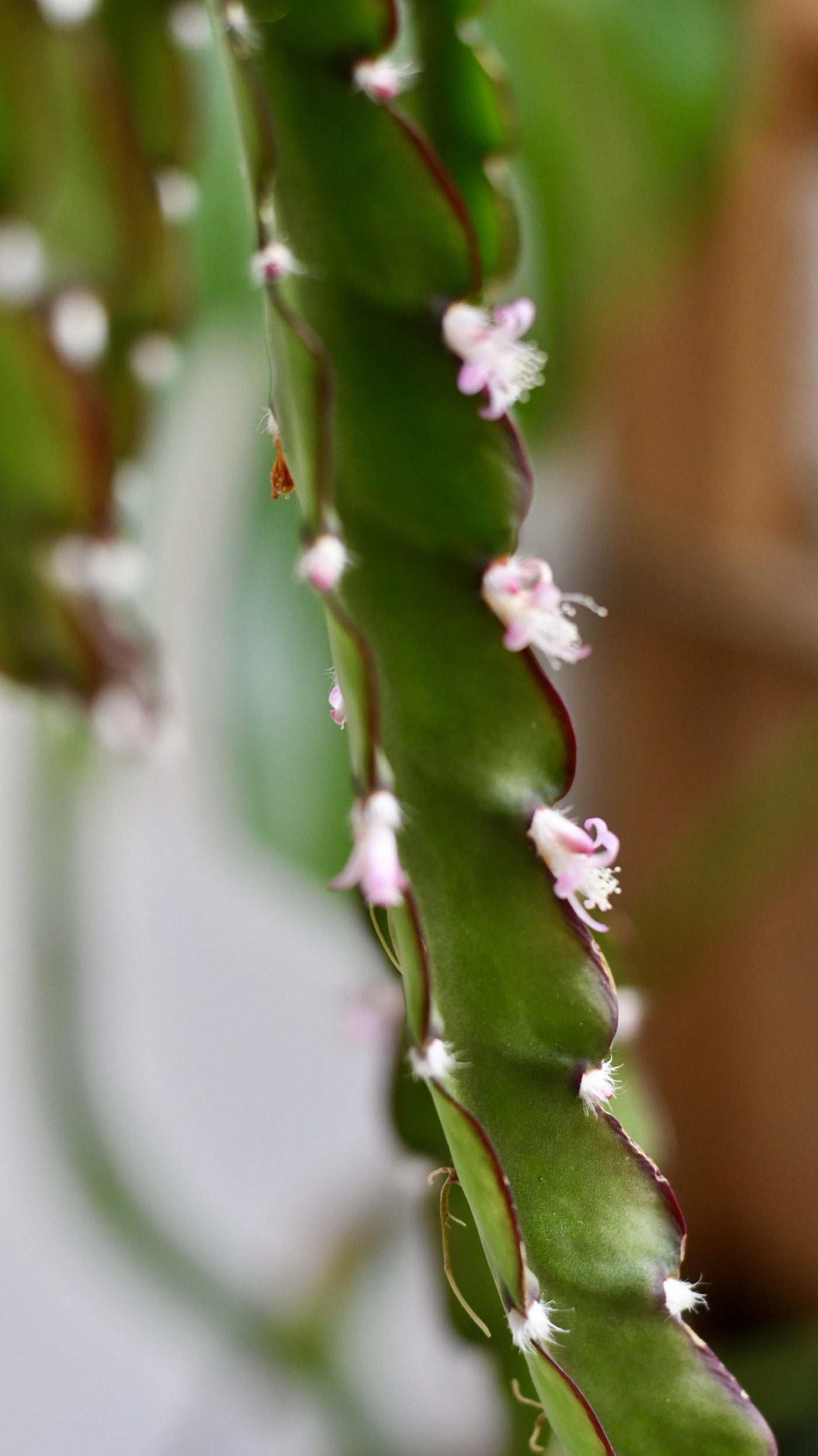 Lepismium Cruciforme (Hurricane Cactus)