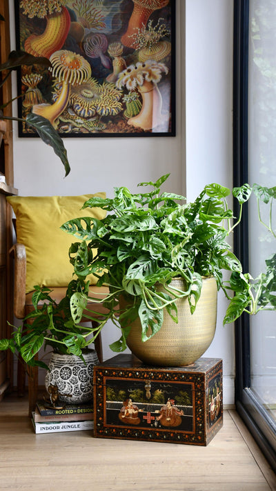 XL Monstera Obliqua 'Monkey Mask'