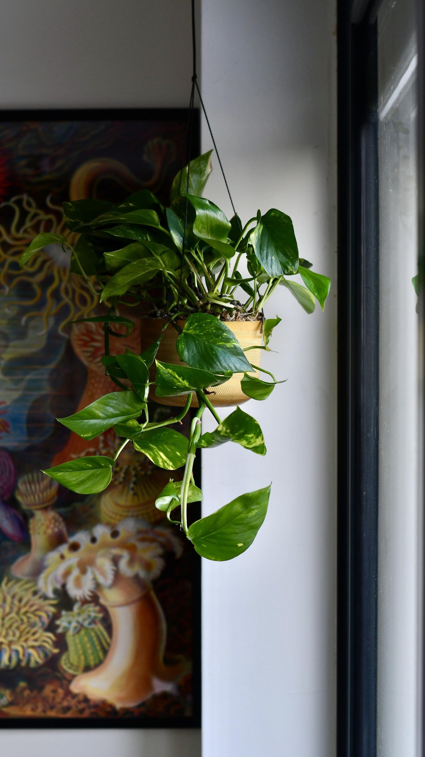 devil's ivy vine house plants Epipremnum Aureum | Devil's Ivy