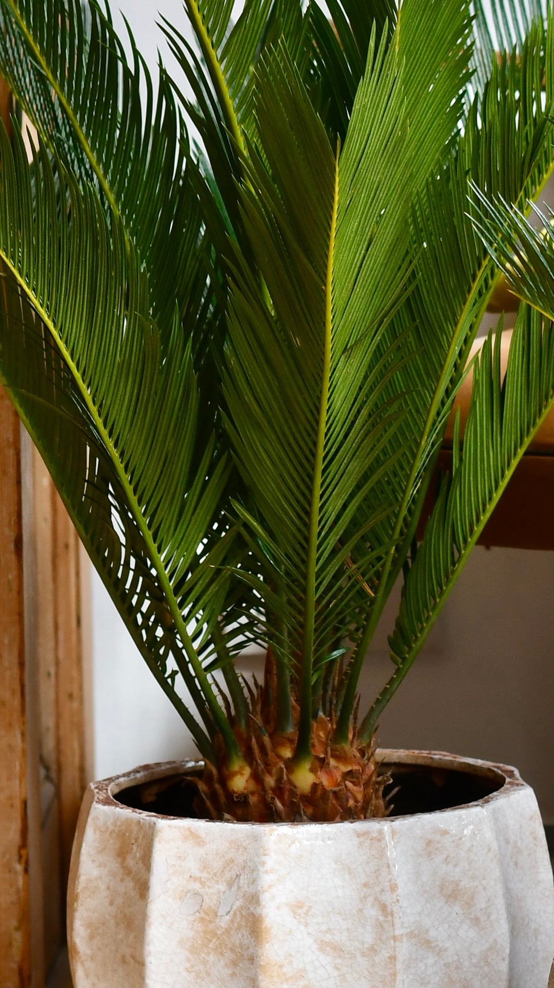 sago palm house plant Cycas Revoluta | Sago Palm