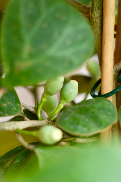 Ficus Deltoidea Olive Houseplant