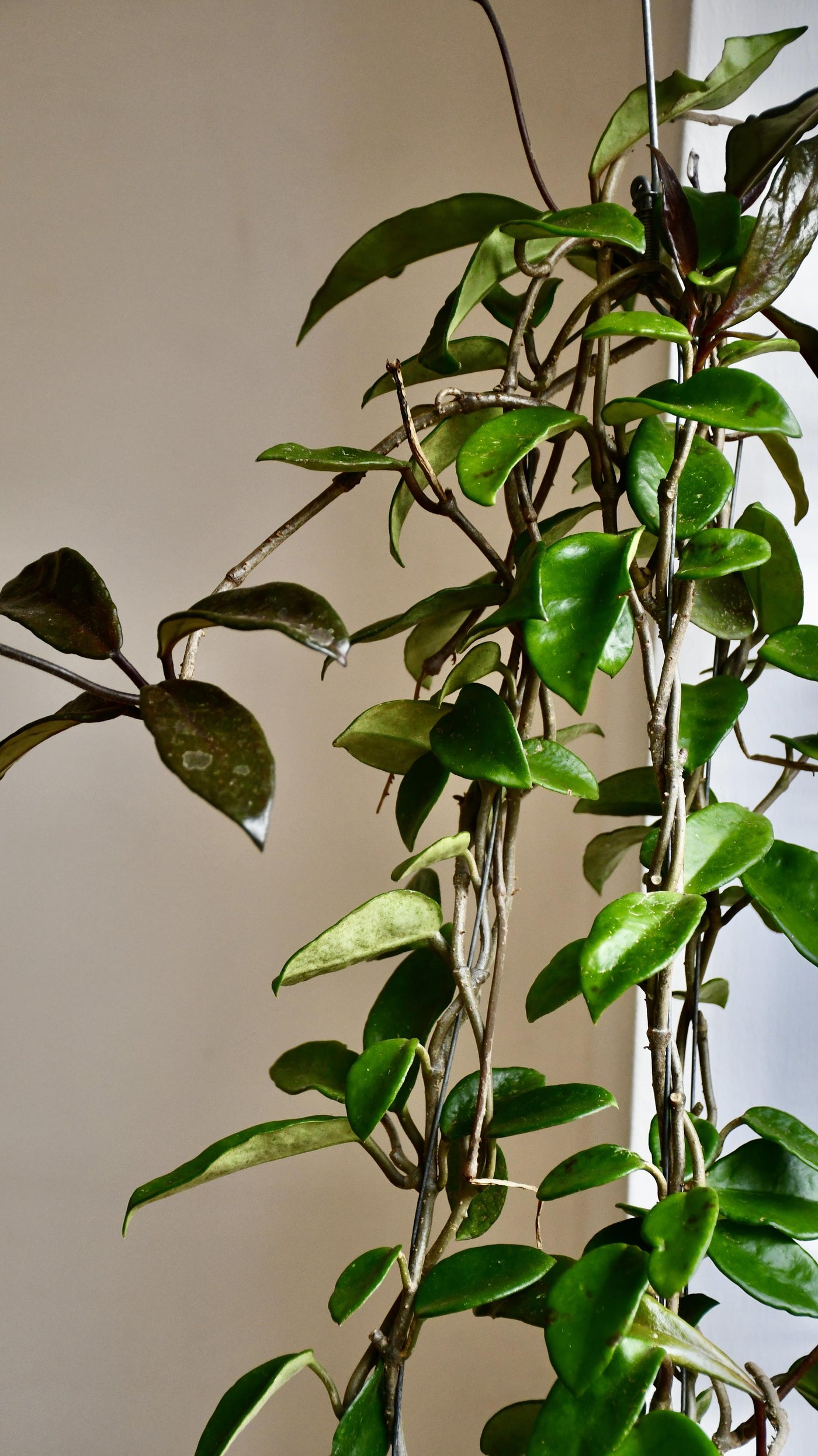 waxy leaf hanging plant Wax Plant | Hoya Carnosa