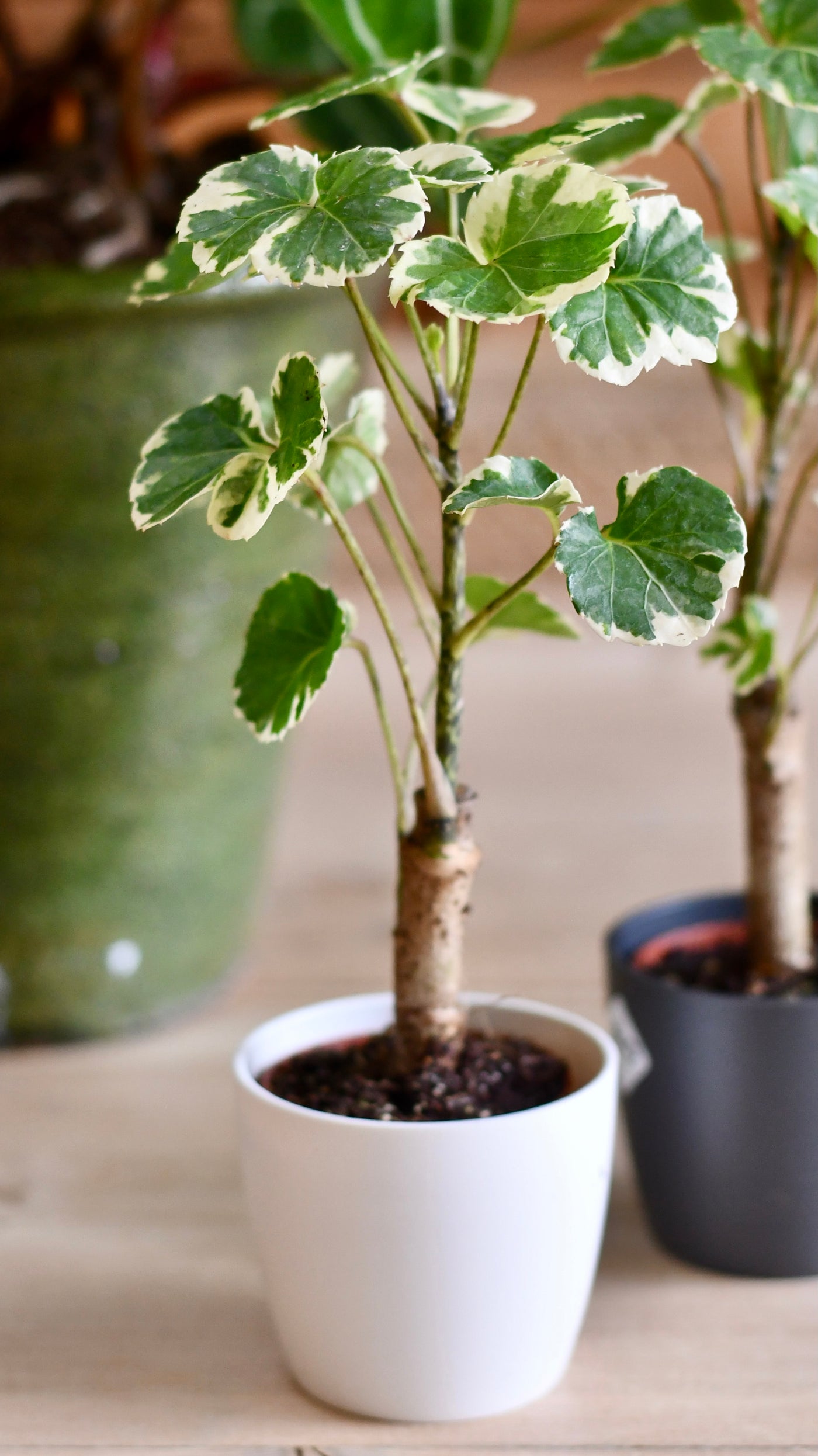 Baby Varigated Polyscias Balfouriana (Aralia Balfour)