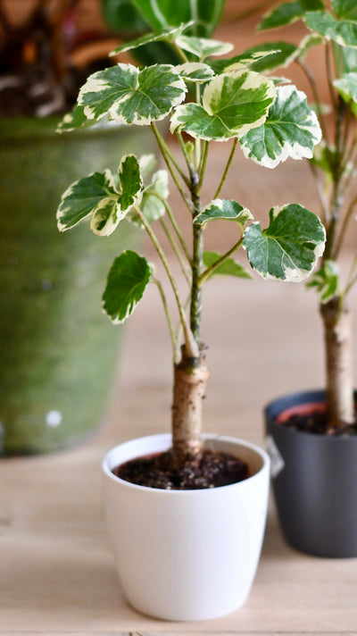 Baby Varigated Polyscias Balfouriana (Aralia Balfour & Pot)