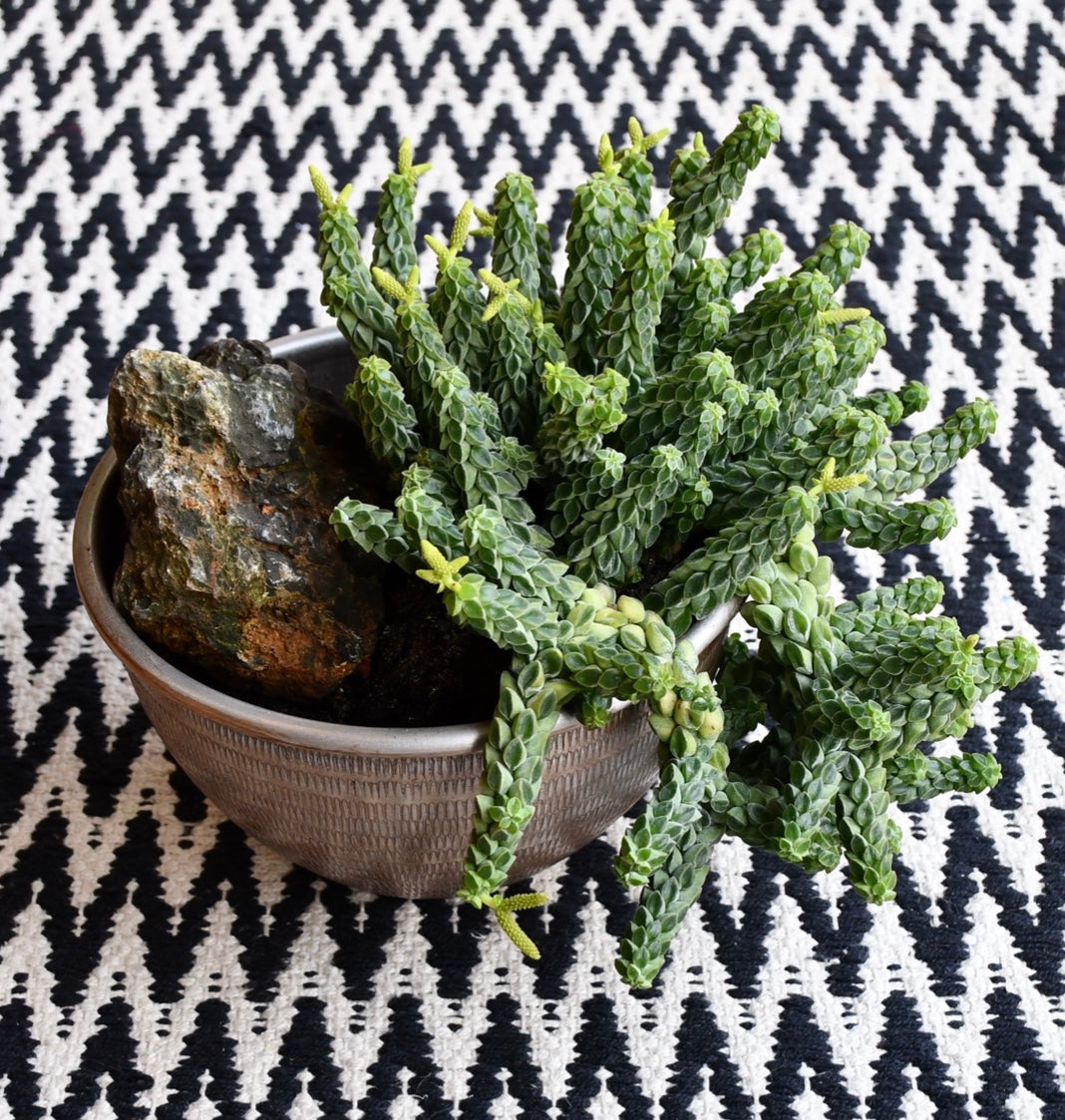 Peperomia Columella