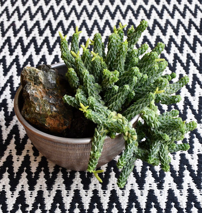 Peperomia Columella