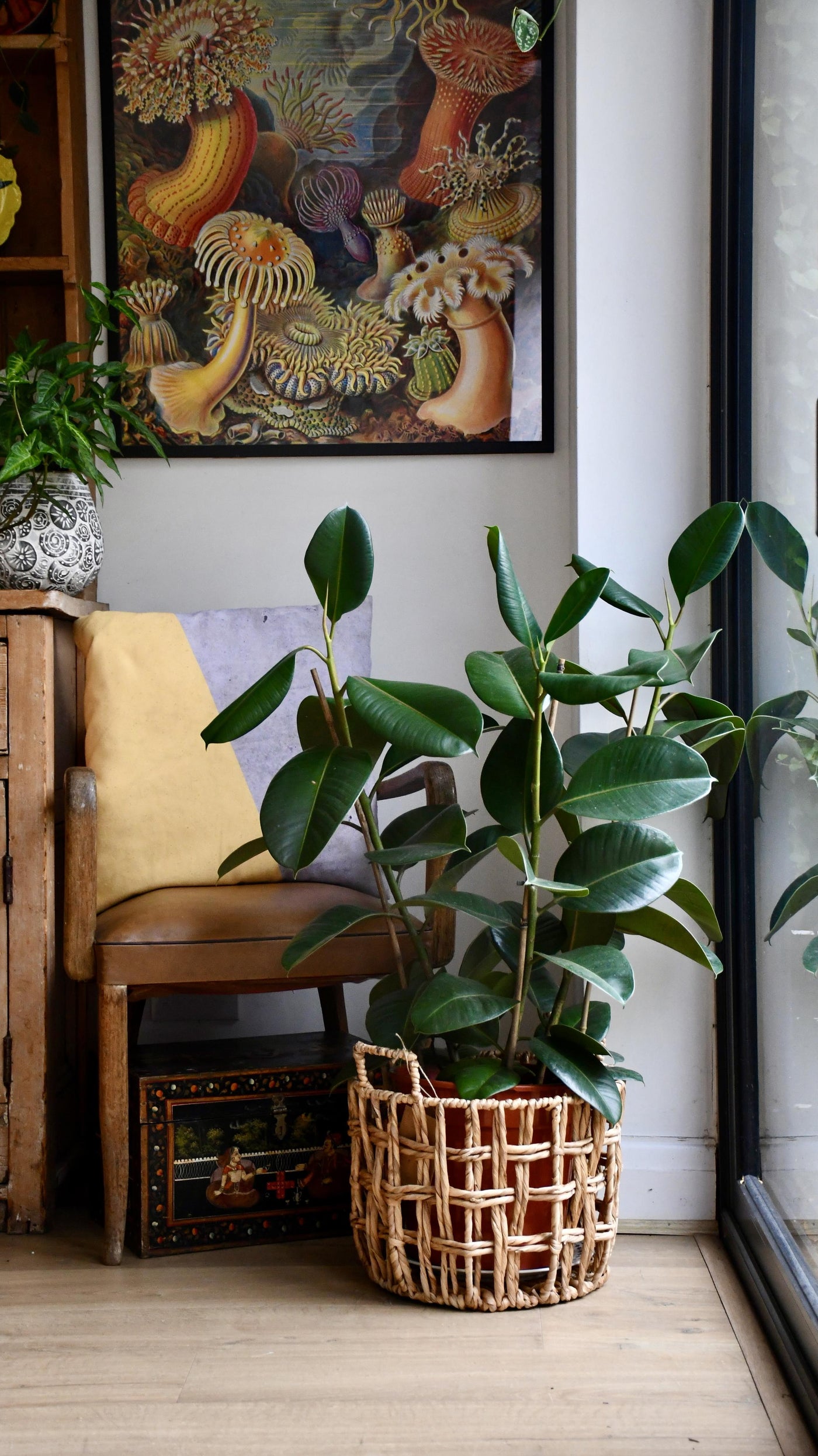 Rubber Plant (Ficus Elastica, Ficus Robusta)