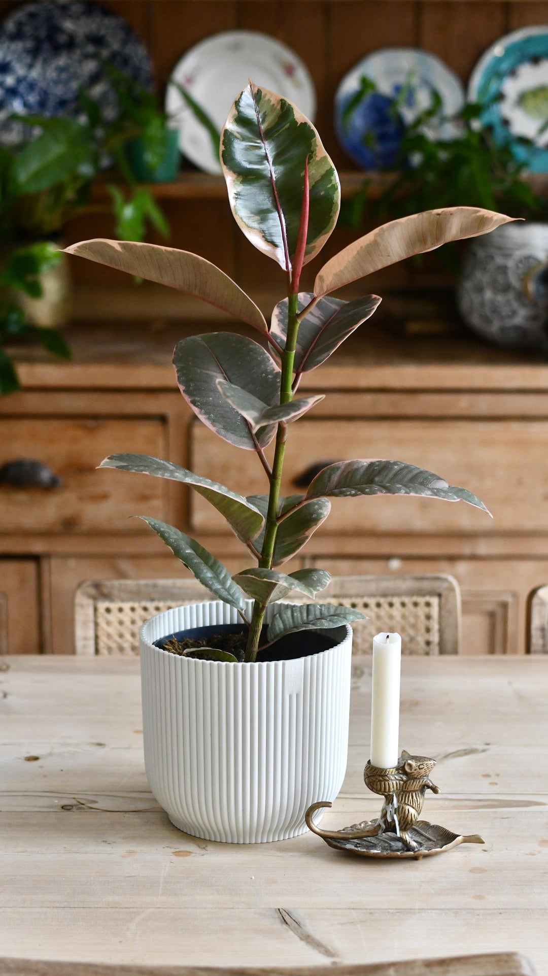animal crossing rubber tree Ficus Elastica Belize | Variegated Rubber Tree