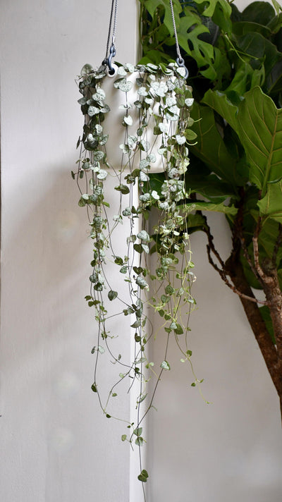 Large String of Hearts or Ceropegia woodii & Hanging Pot