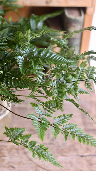 White Rabbit's Foot Fern or Humata Tyermannii