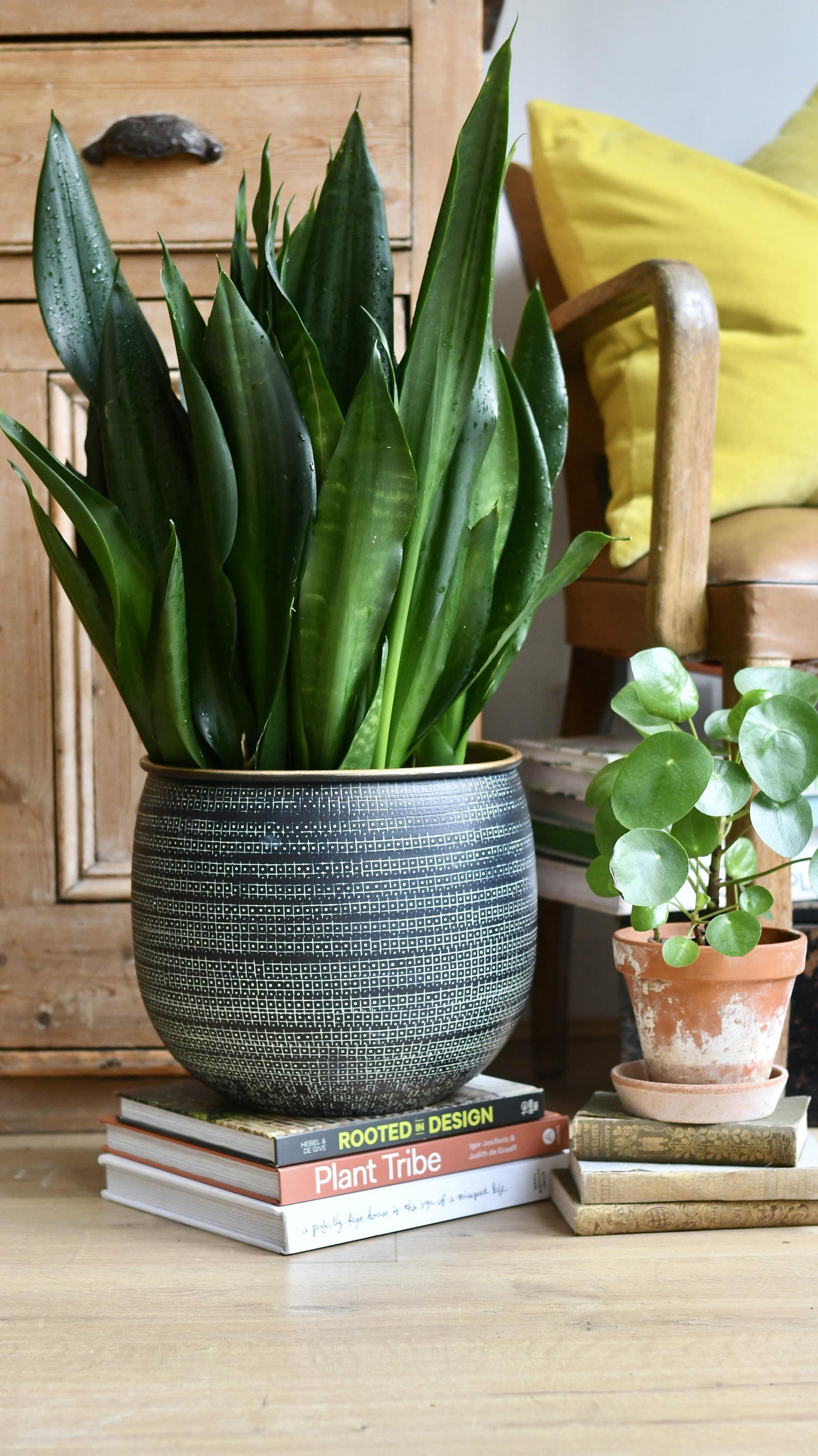 Sansevieria Trifasciata Black Dragon