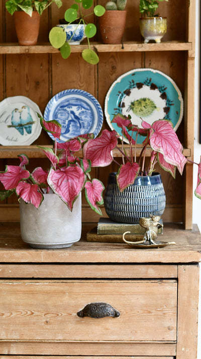 Small Caladium Sweethearts