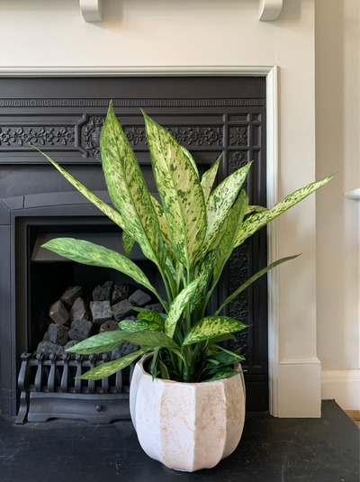 Dieffenbachia Vesuvius