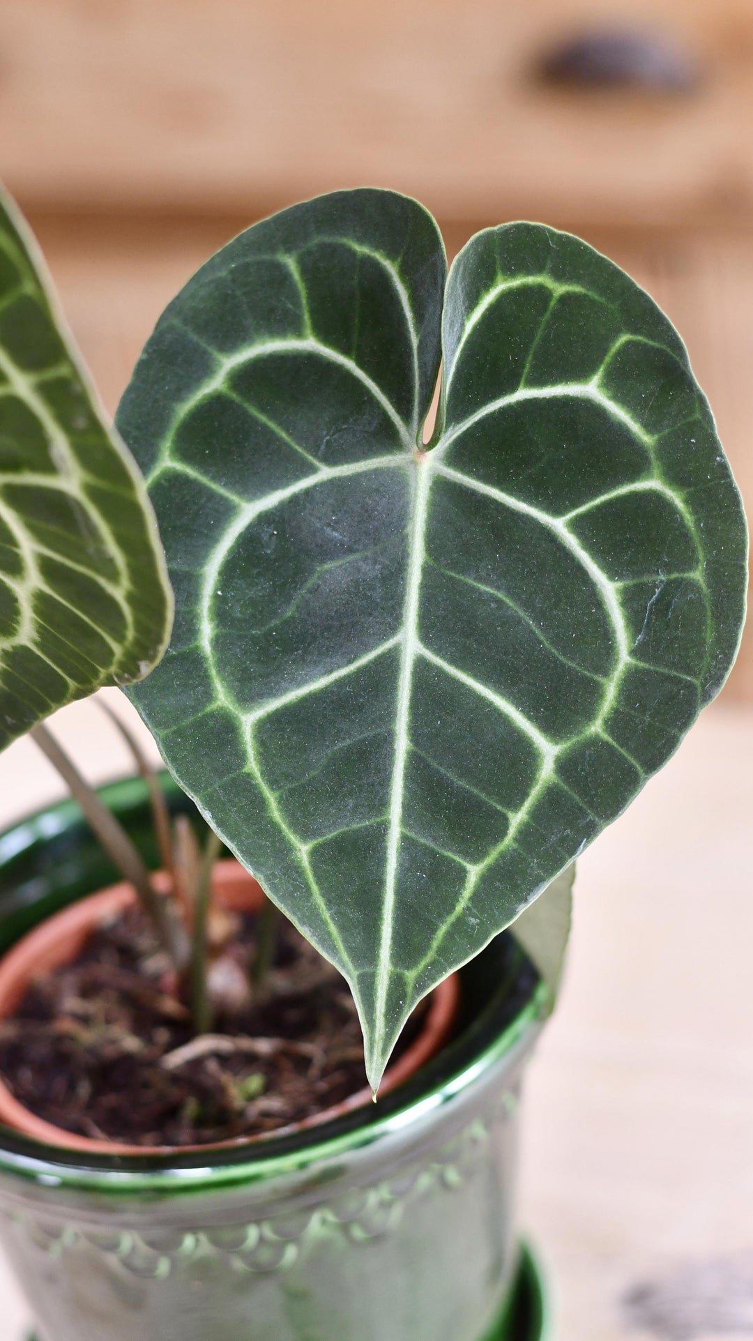 Anthurium Clarinervium | Giant Laceleaf Indoor Plant