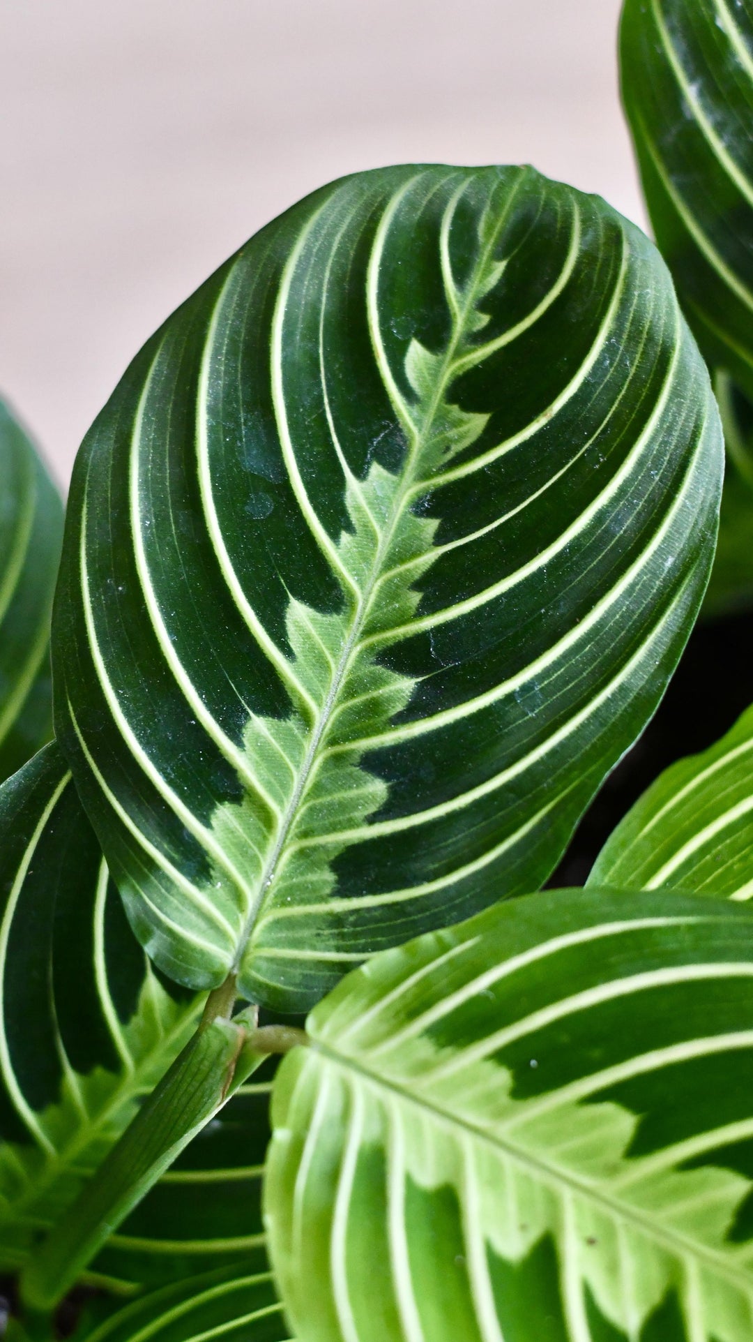 Maranta Leuconeura Marisela