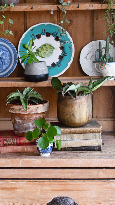 Sansevieria Star Green Granite -Silver Blue