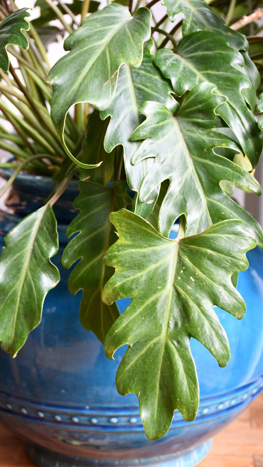 Philodendron Xanadu