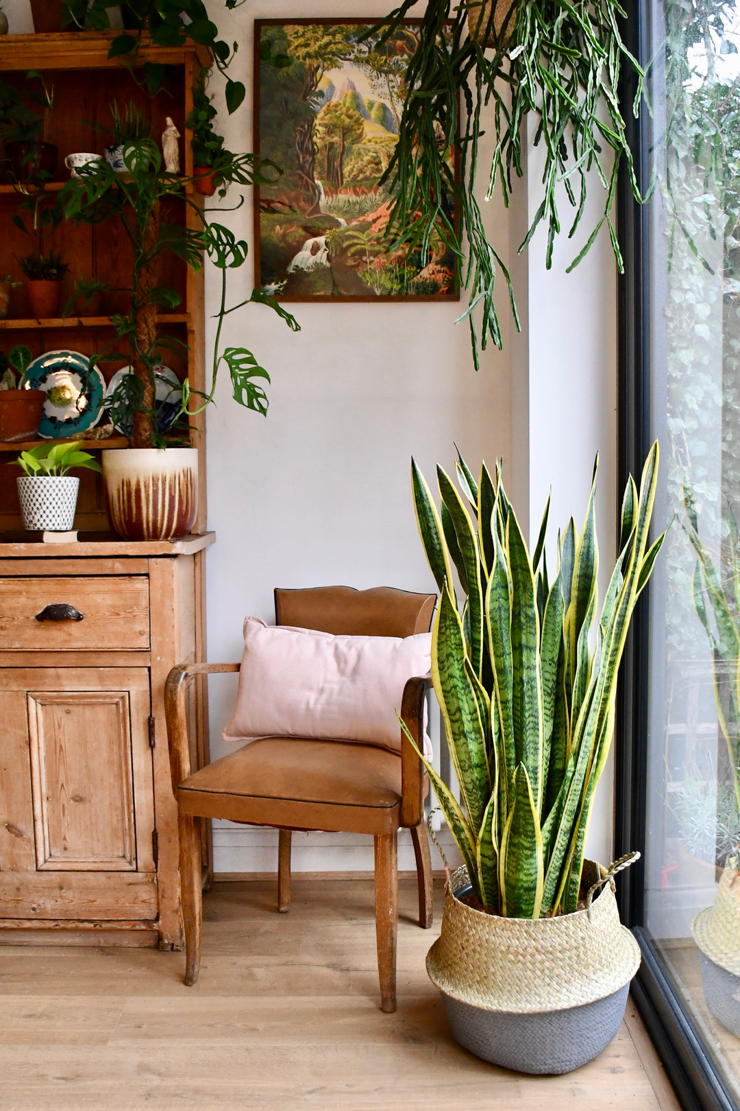 snake plant for room Snake Plant Sansevieria Laurentii | Mother-in-Law's Tongue