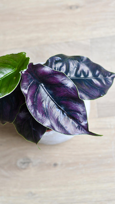 Alocasia Azlanii (Jewel Alocasia 'Red Mambo')