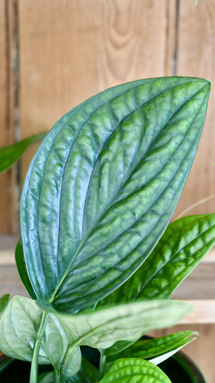 Monstera Karstenianum Peru | Rare Houseplants