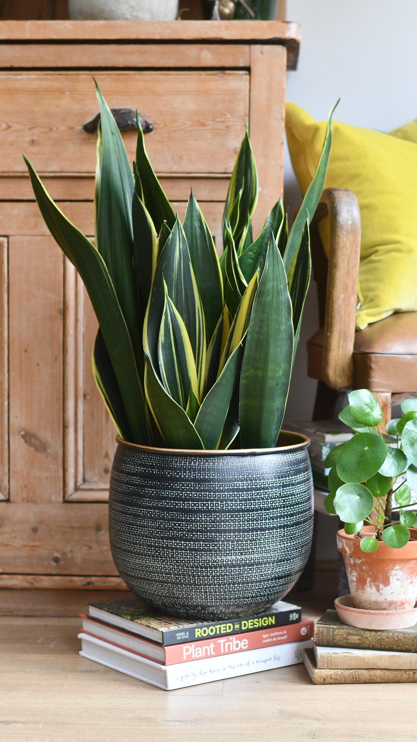 Sansevieria Trifasciata Diamond Flame