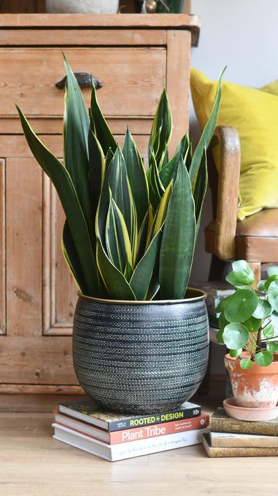 Sansevieria Trifasciata Diamond Flame